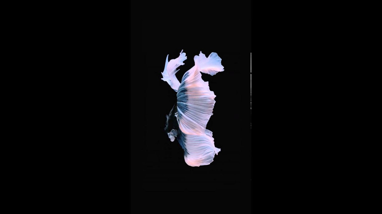 iphone live wallpaper iphone live wallpaper