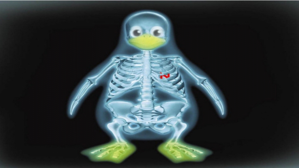 Animated Penguin Bones Iphone 5 Animated Wallpapers - X Ray Penguin - HD Wallpaper 