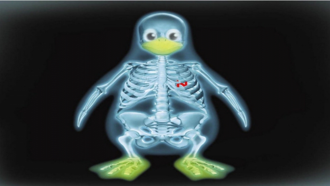 Animated Penguin Bones Iphone 5 Animated Wallpapers - X Ray Penguin