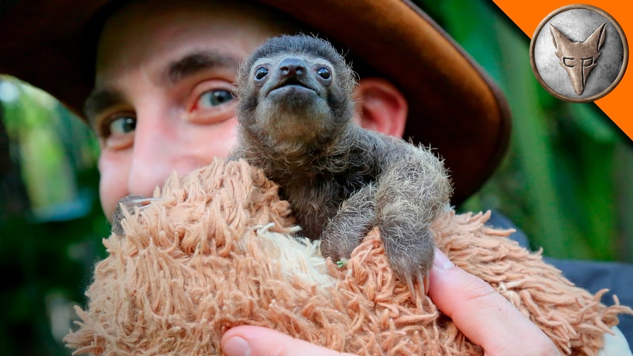 Baby Sloth - HD Wallpaper 