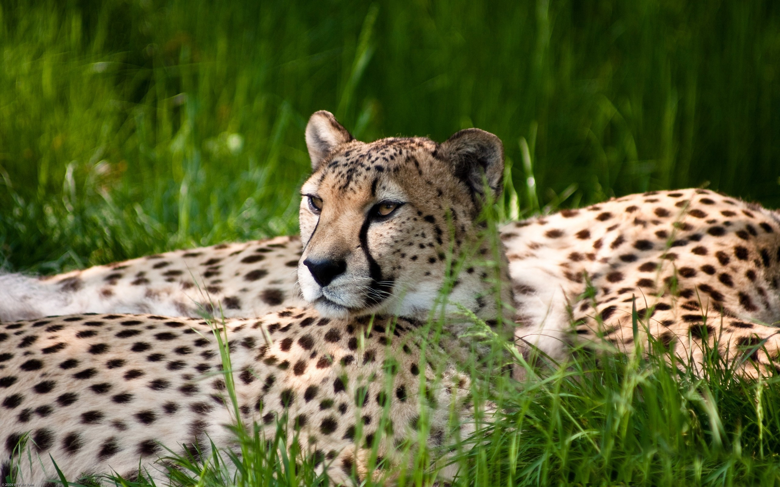 Cheetah Dual Monitor - Zaire Wildlife - HD Wallpaper 