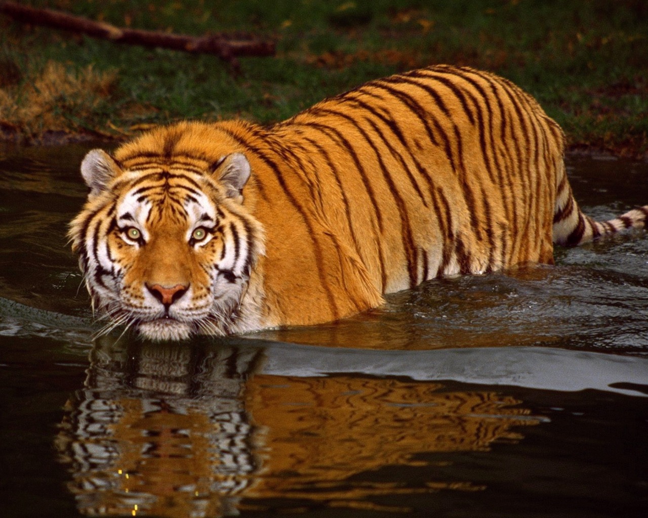 Animal Hd Wallpapers Animated Desktop Wallpapers Cool - Best Wallpapers Of Animals Animated - 1280x1024 Wallpaper Animal Hd Wallpapers Animated Desktop Wallpapers Cool - Best Wallpapers Of Animals Animated - 1280x1024 Wallpaper