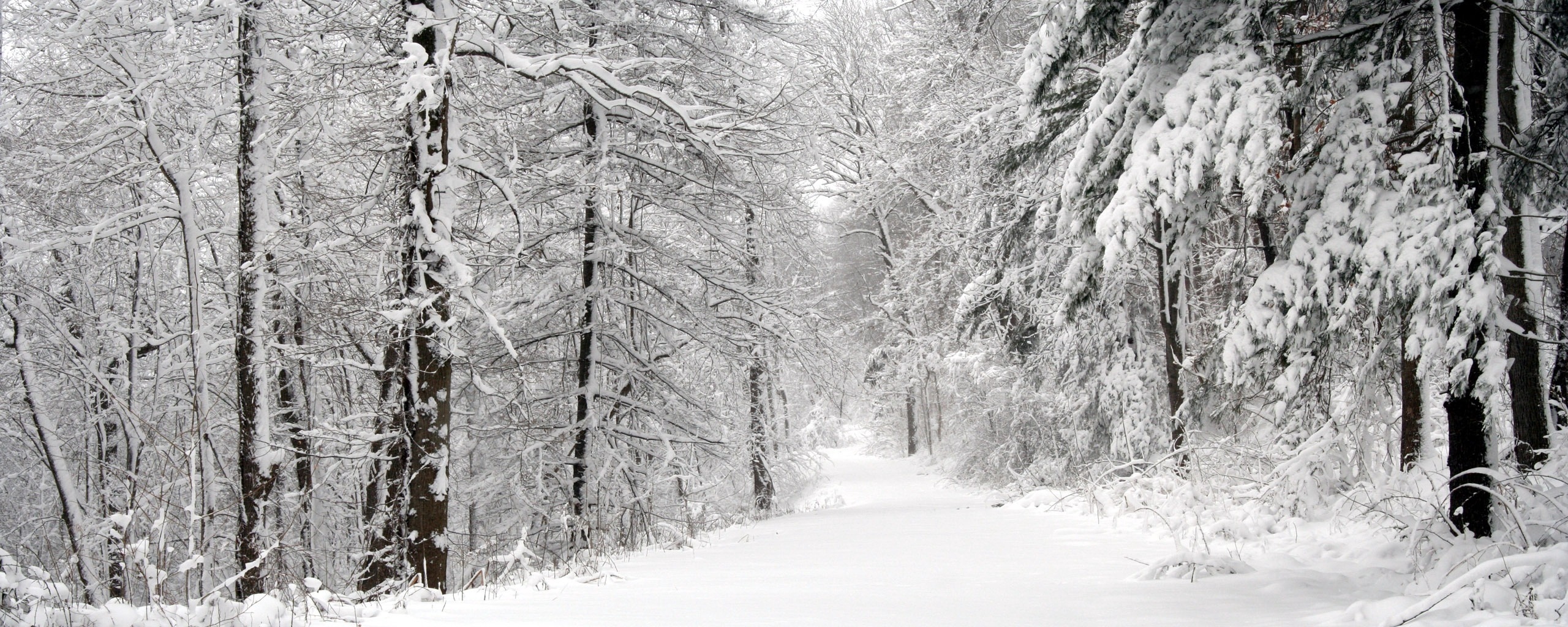Wallpaper Wood, Winter, Snow, Trees, Panorama, Whiteness - Winter Wallpaper Dual Monitor - HD Wallpaper 