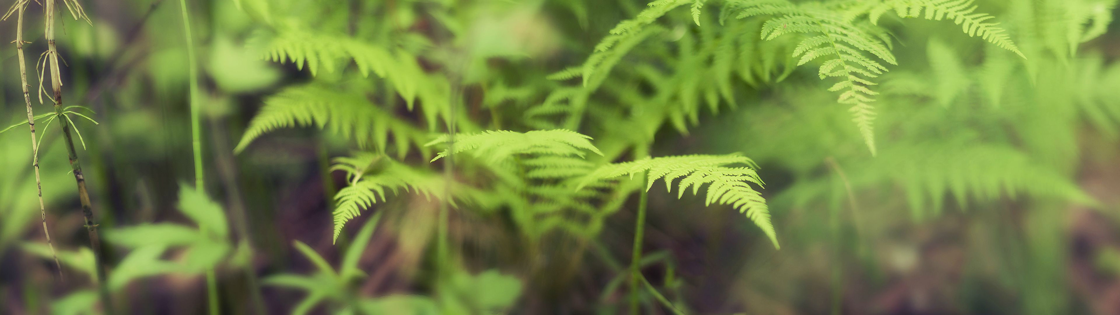 Awesome Fern Free Wallpaper Id - Ferns Dual Monitor - HD Wallpaper 