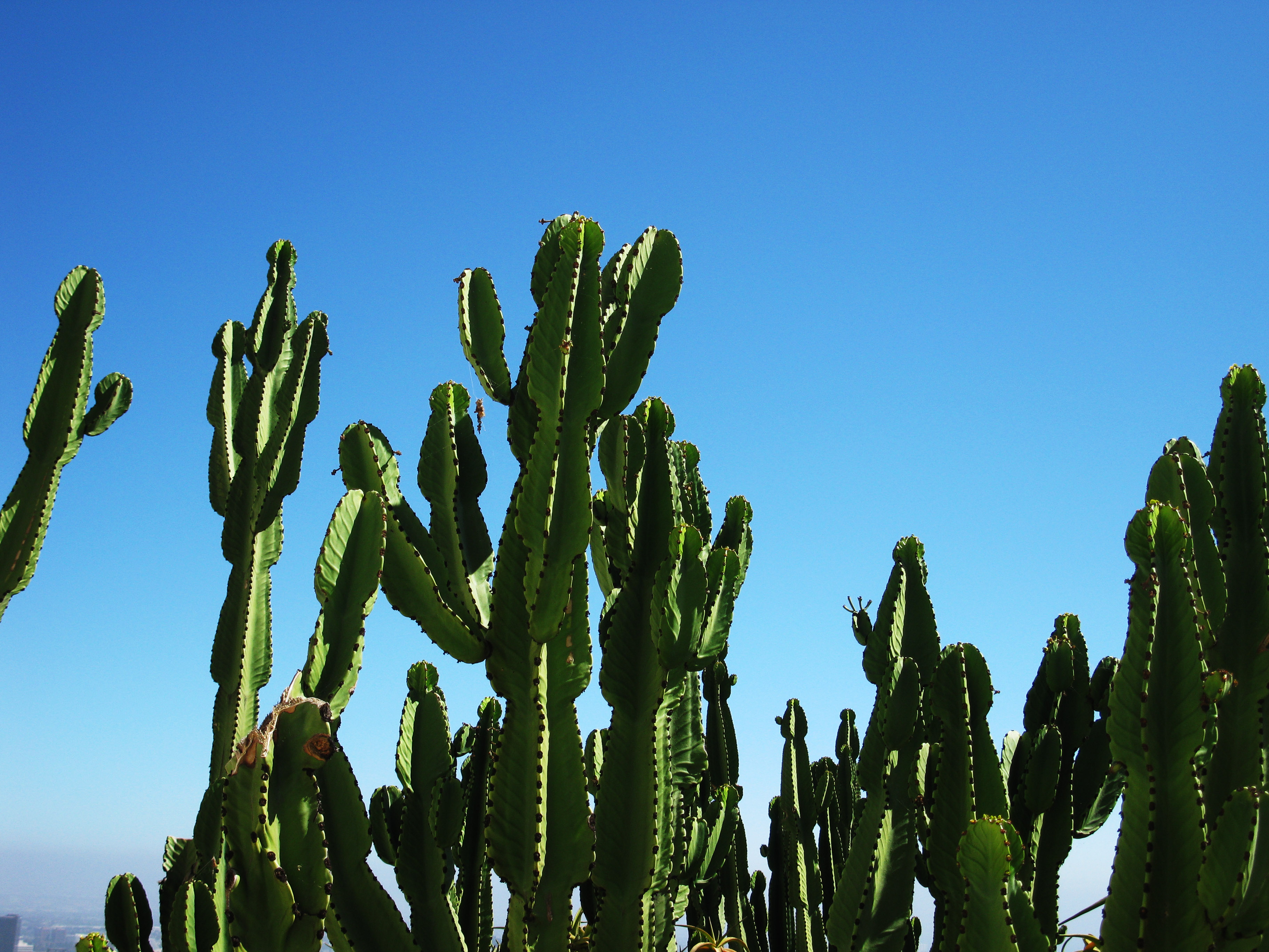 Cacti - San Pedro Cactus - HD Wallpaper 