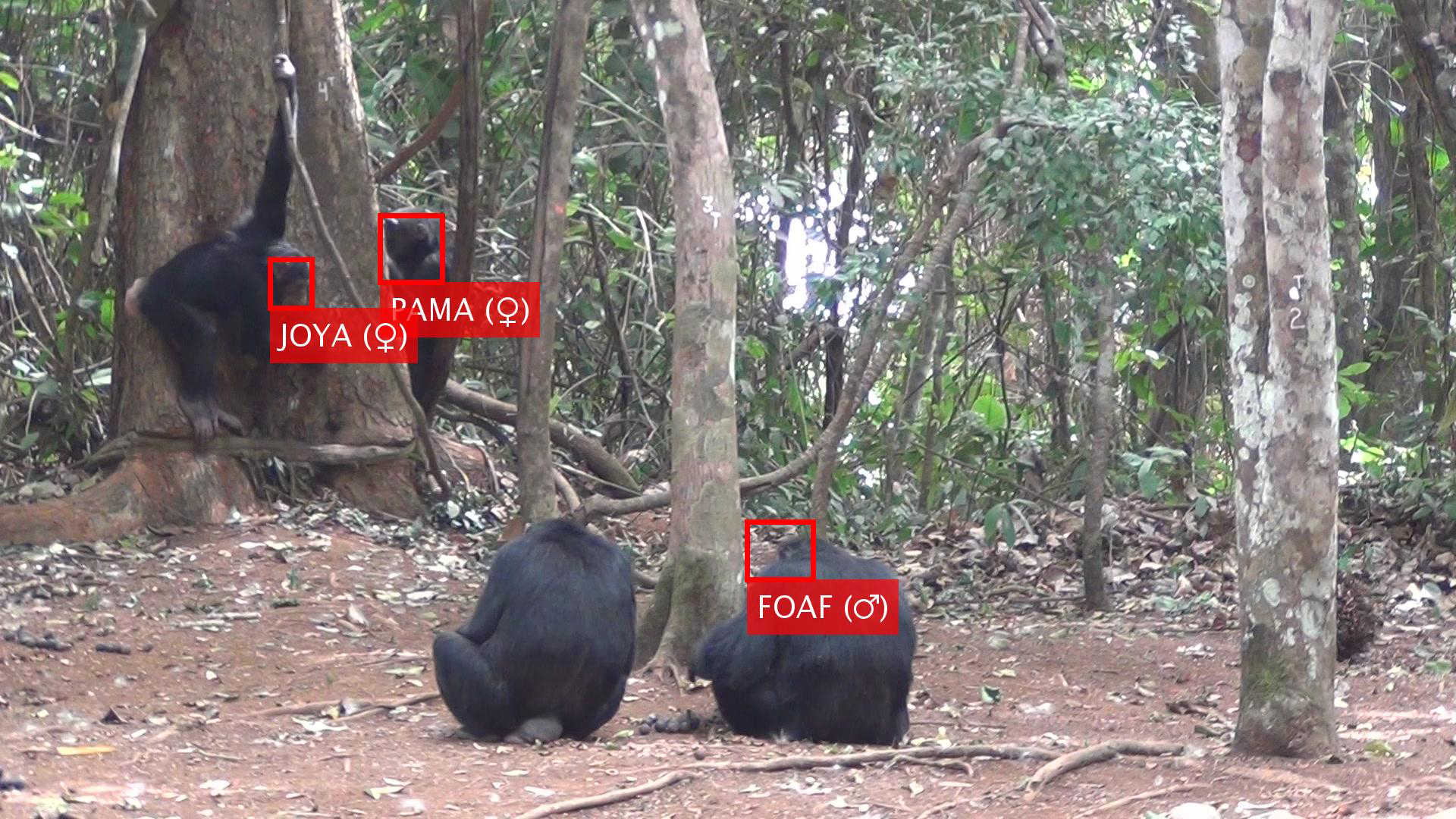 Face Recognition Of Individual Chimpanzees From Bossou, - Artificial Intelligence Used To Recognize Primate Faces - HD Wallpaper 