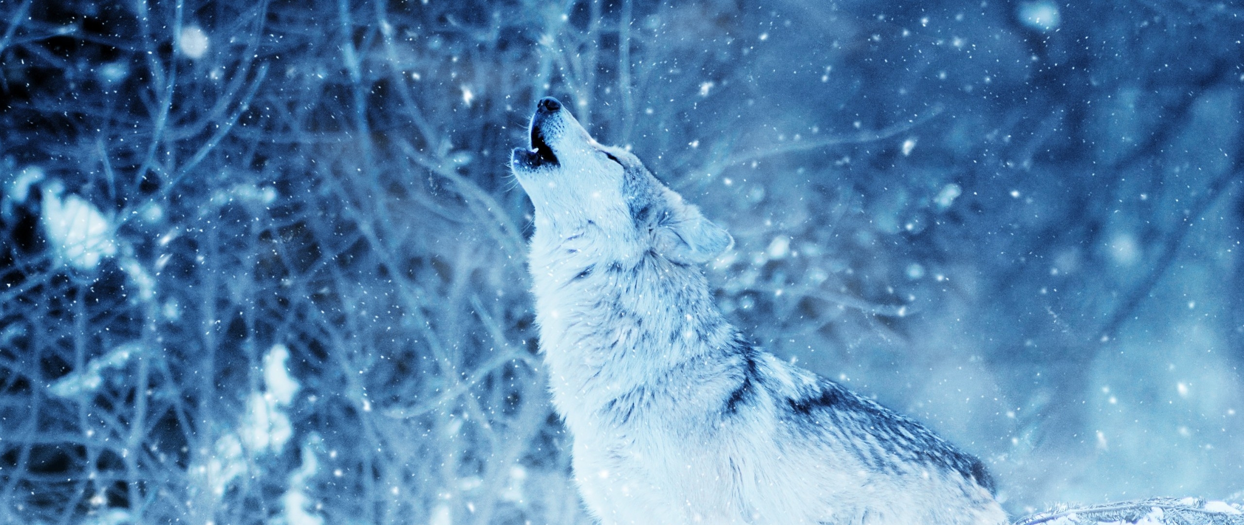 Wolf Howling In Winter - HD Wallpaper 