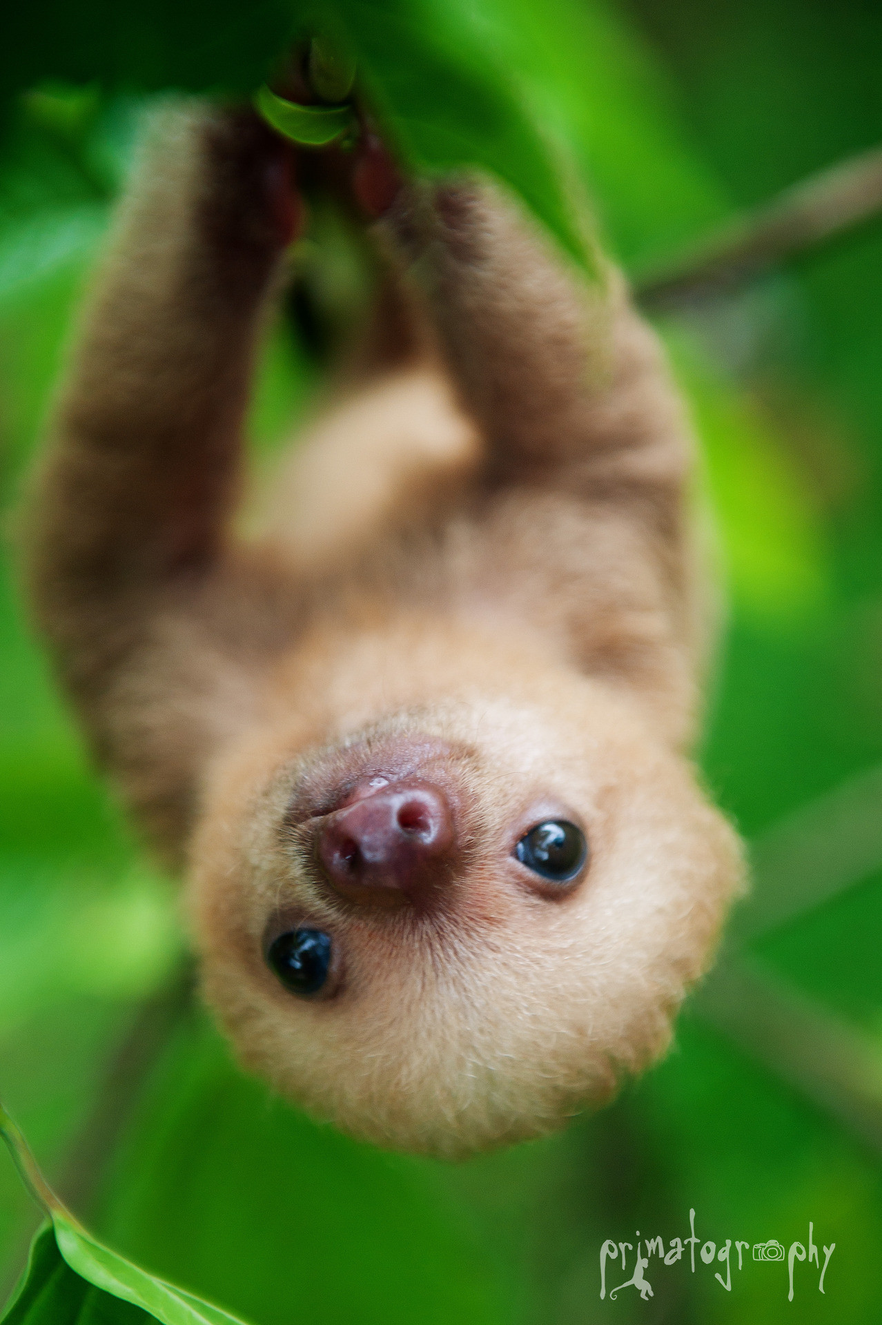 Image 
 Data-src - Baby Sloth - HD Wallpaper 