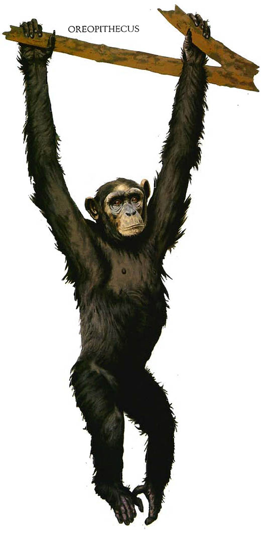 Oreopithecus Chimpanzee - Oreopithecus Chimp - HD Wallpaper 