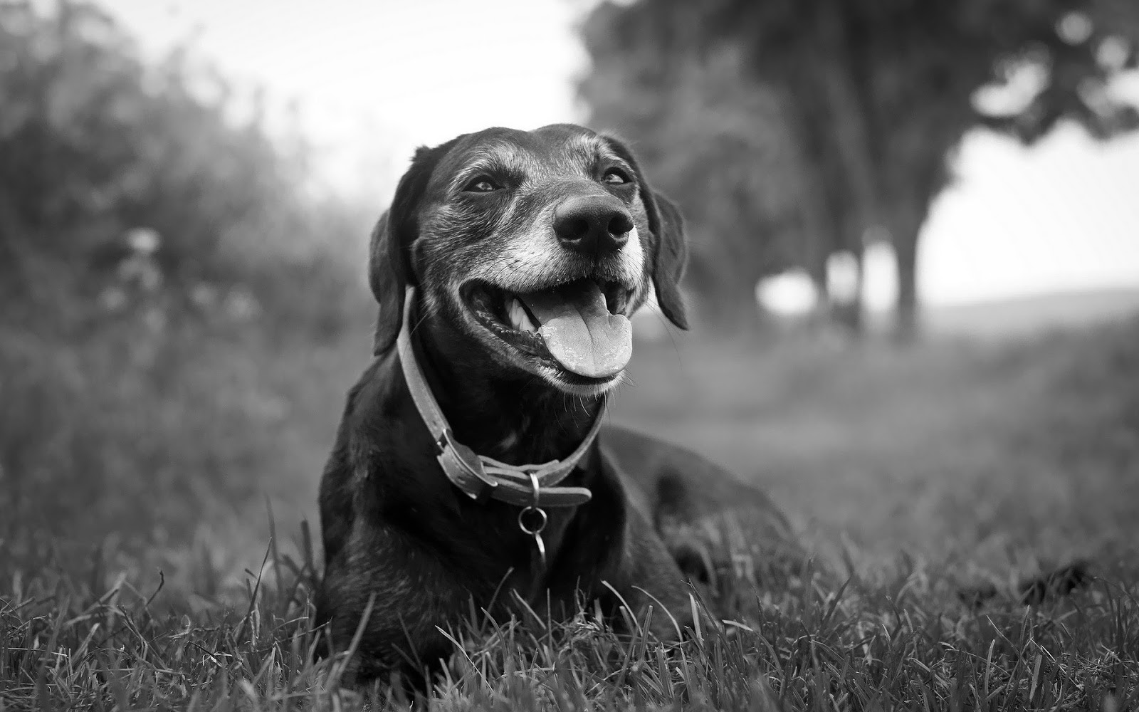 Animals Black And White 7 Cool Hd Wallpaper - Black And White Animals Dog - HD Wallpaper 