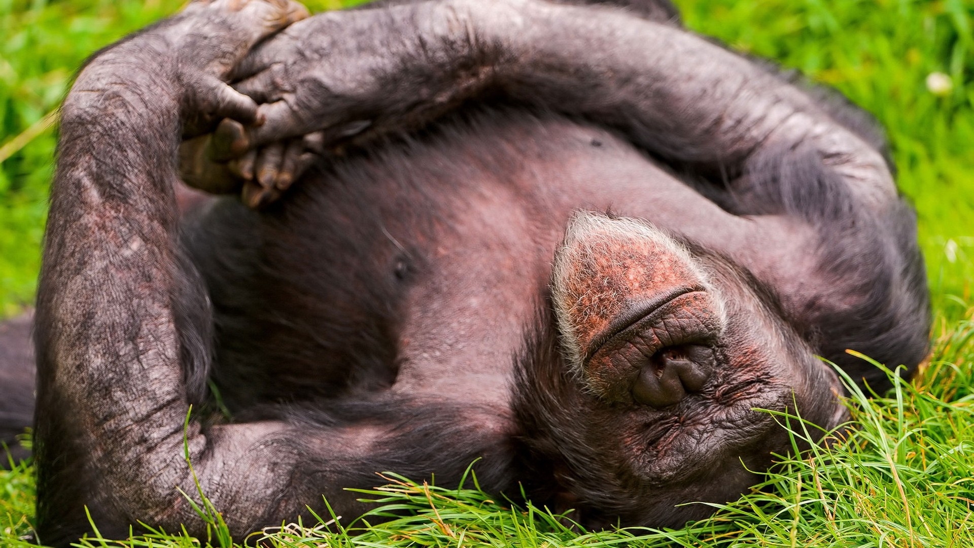 Monkey Asleep - HD Wallpaper 