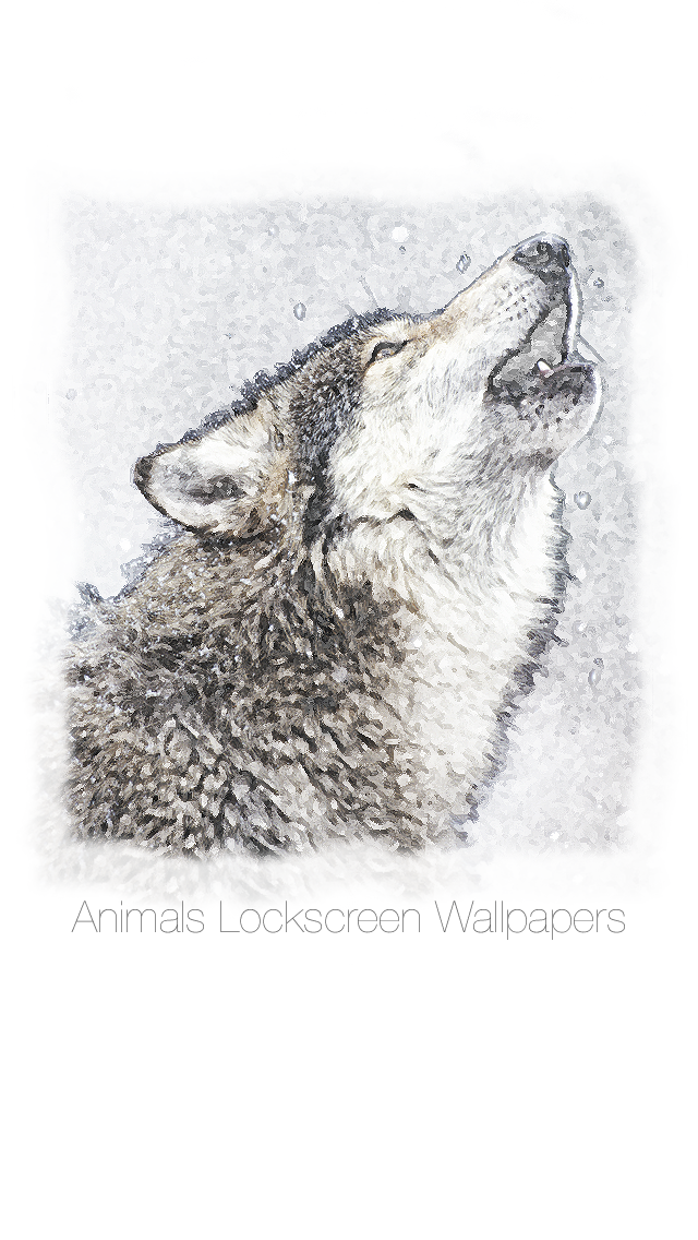 Red Wolf - HD Wallpaper 