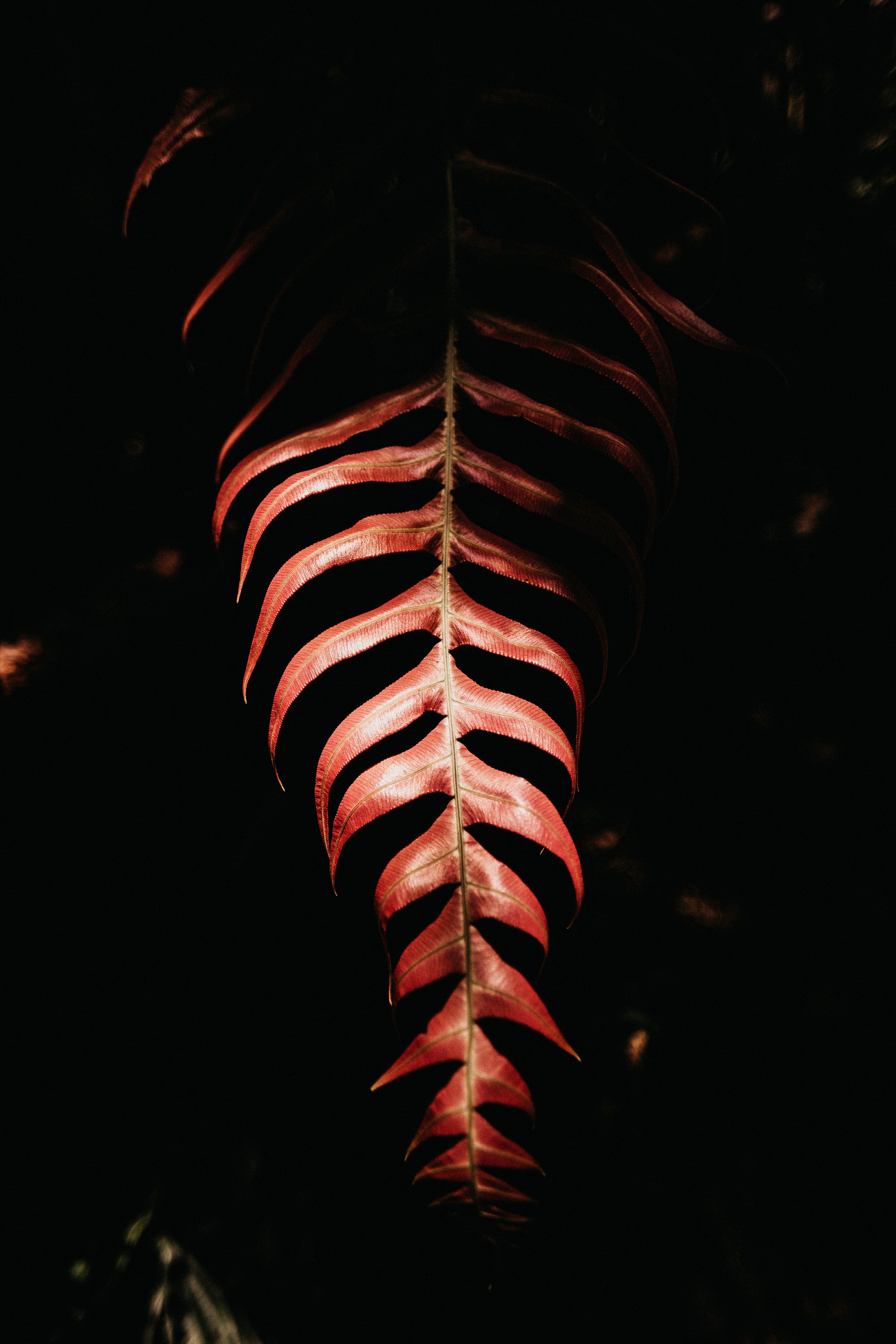 خلفيات ايباد برو 11 - HD Wallpaper 