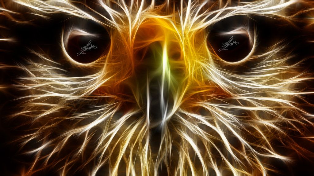 Cool Wallpapers Of Animals - Cool Animals Backgrounds - HD Wallpaper 