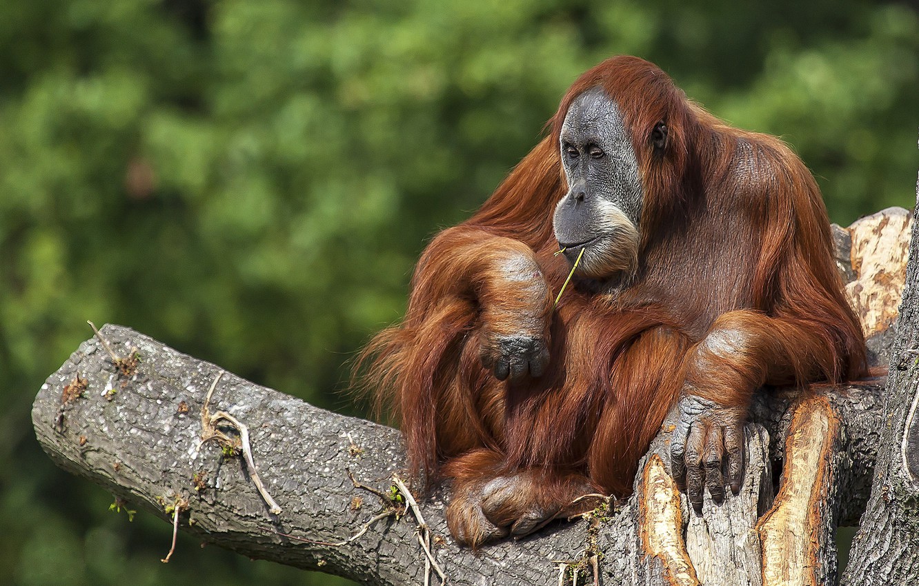 Photo Wallpaper Tree, The Primacy Of, Orangutan - High Resolution Orangutan - HD Wallpaper 