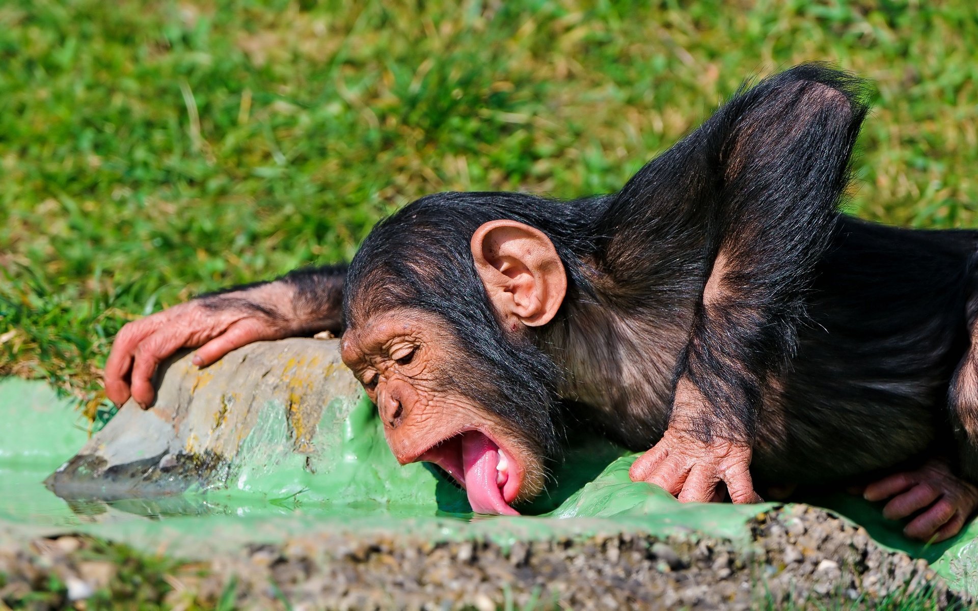 Best Chimpanzee Background Id - Toddler Mom Meme - HD Wallpaper 