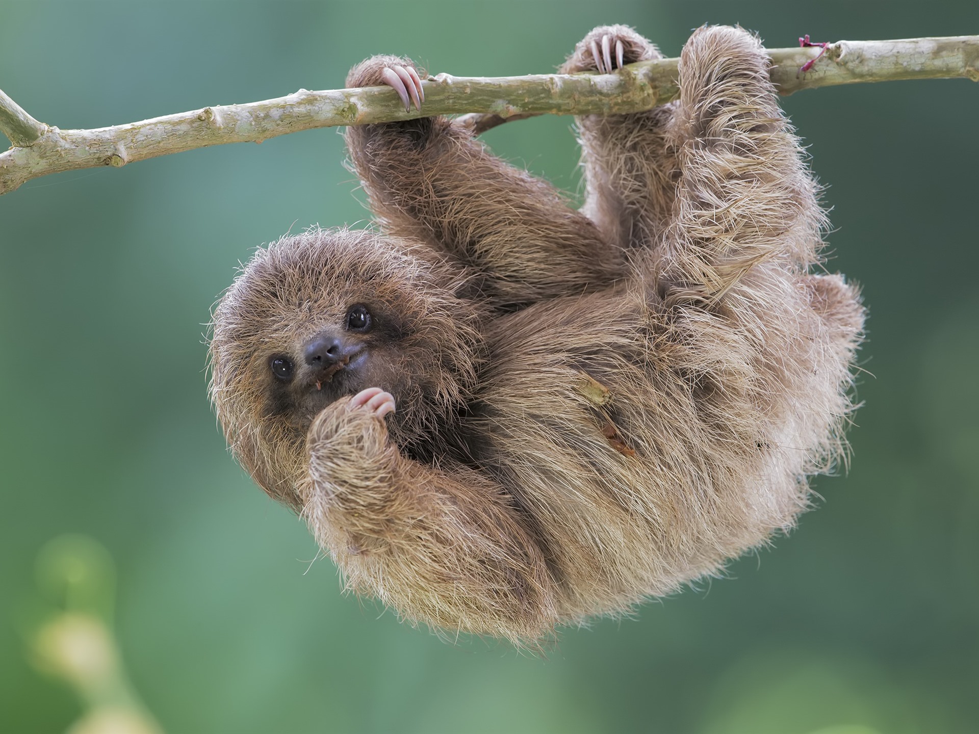 Wallpaper Cute Animal, Sloth - Super Cute Cute Sloth - HD Wallpaper 