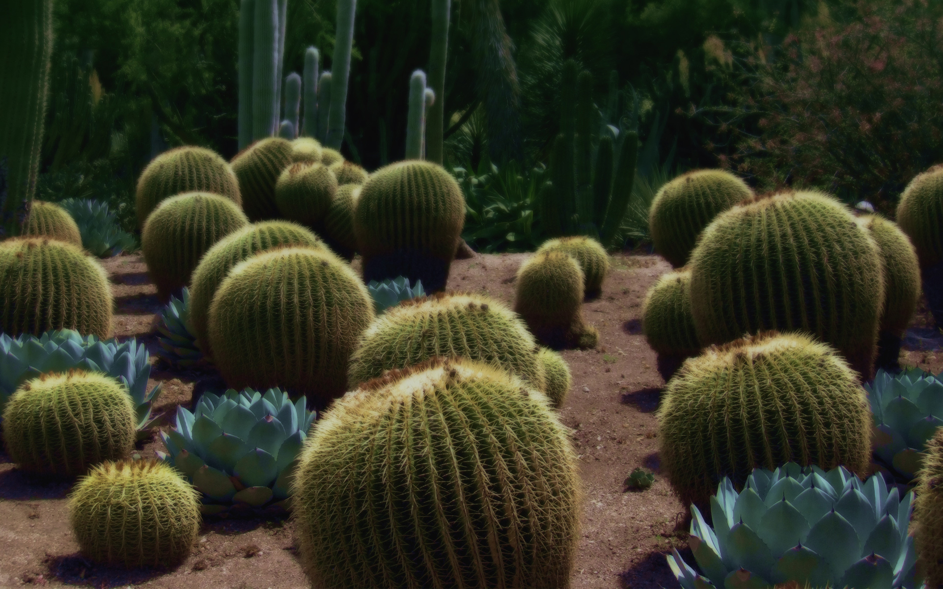 Cactus Desktop Hd Wallpaper - Cactus Wallpaper 1920 X 1200 - HD Wallpaper 