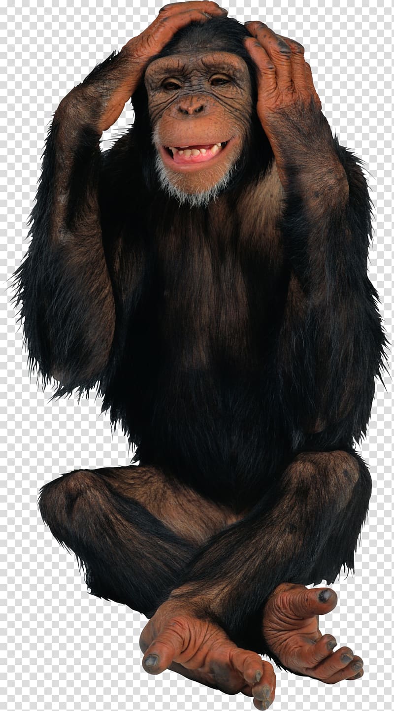 Chimpanzee Monkey Desktop , Black Gorilla Transparent - Monkey Png - HD Wallpaper 
