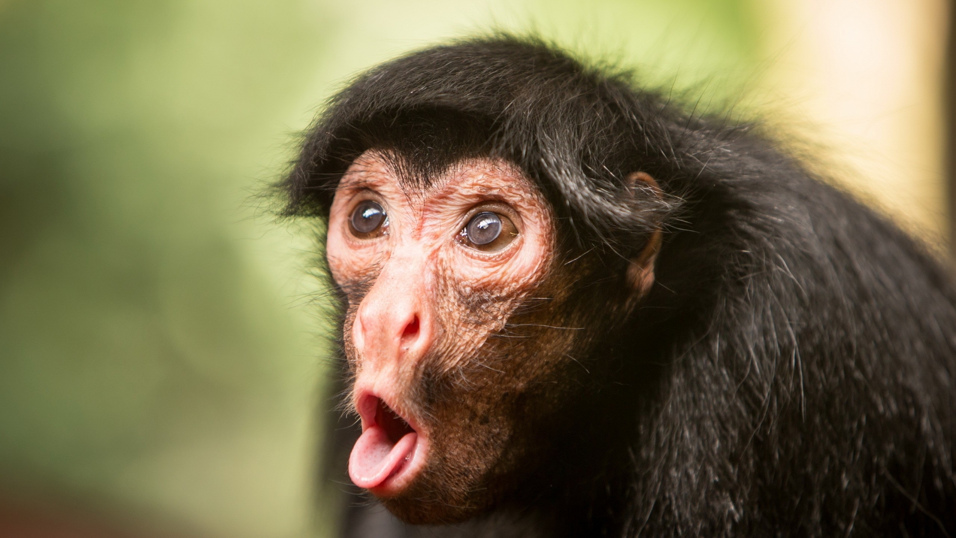Funny Monkey Face - HD Wallpaper 