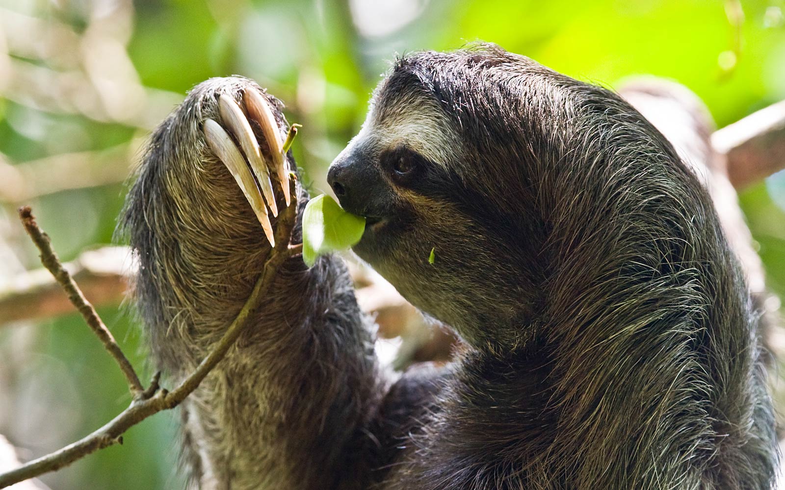 Free Sloth Wallpaper Wallpapers Download - Sloth Hd - HD Wallpaper 