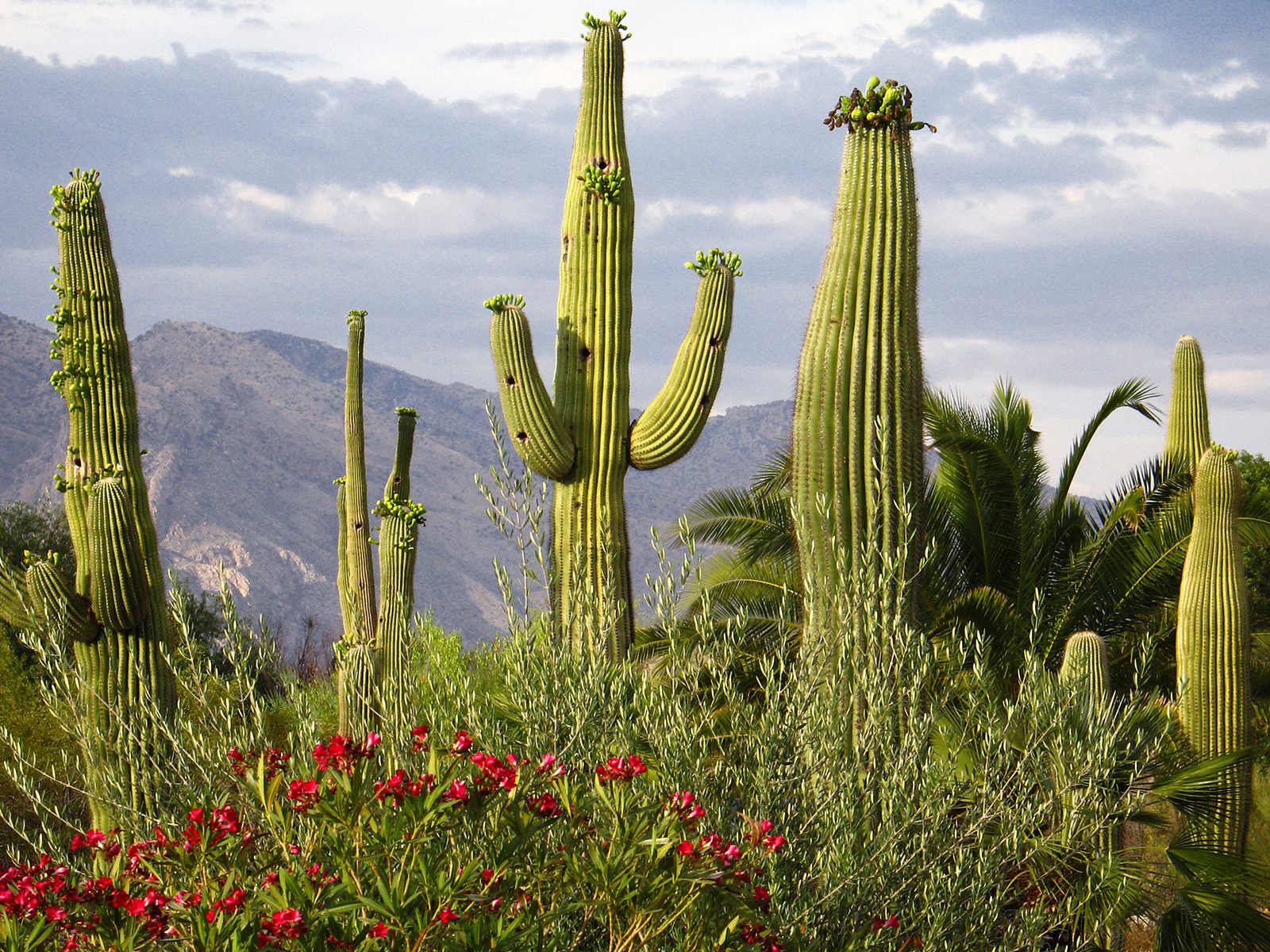 Saguaro Cacti Windows 7 Scenery Wallpaper - Saguaro Cactus - HD Wallpaper 