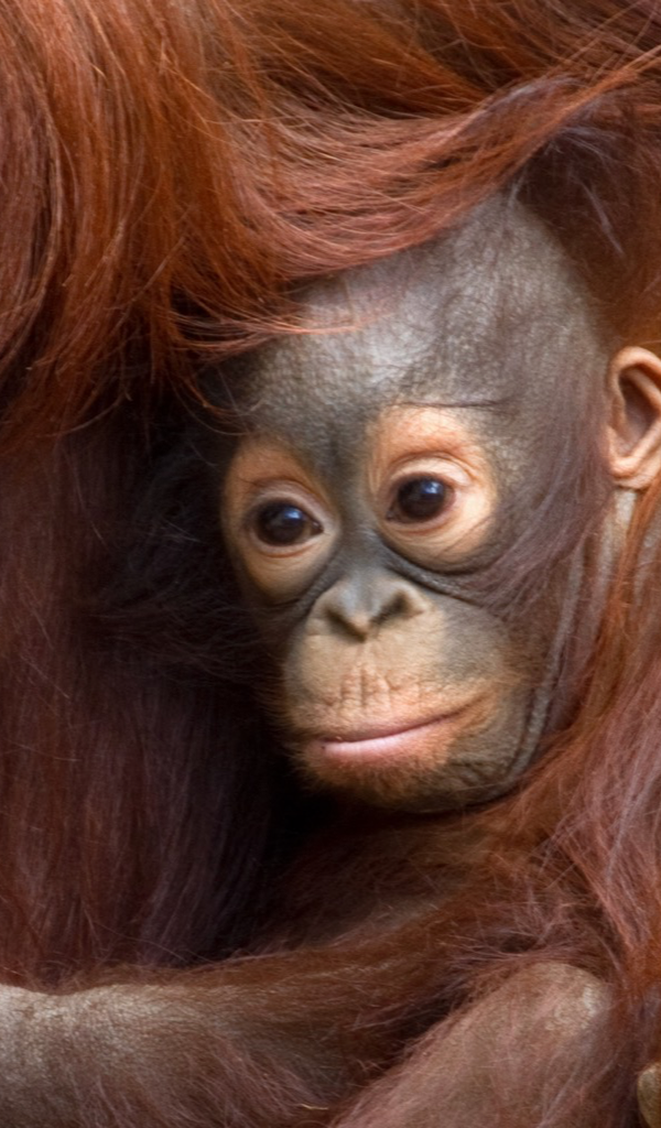Orang Utan Wallpaper Hd - HD Wallpaper 