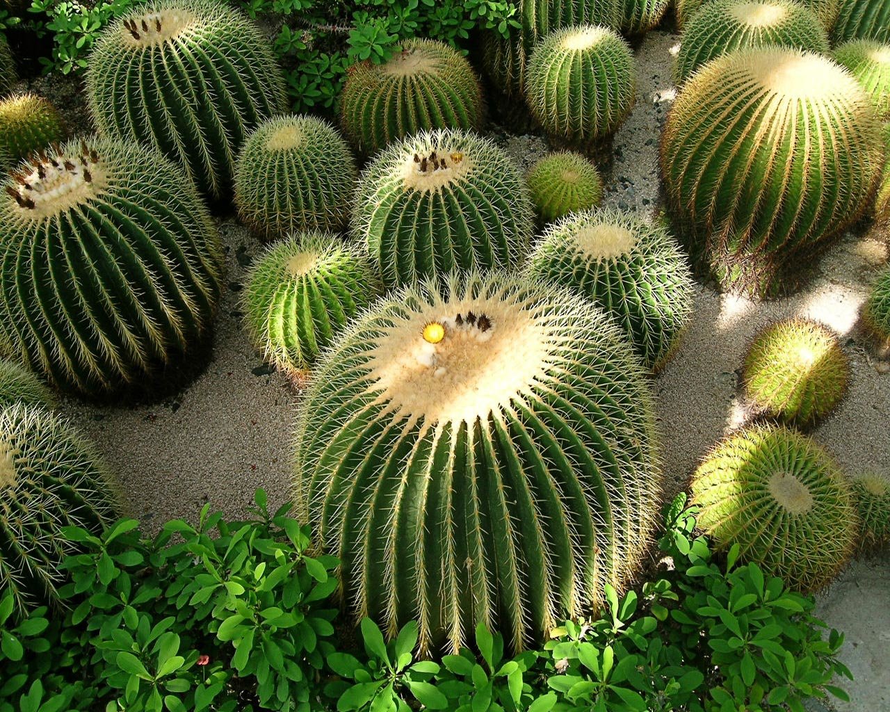 Awesome Cactus Free Wallpaper Id - Hd Cactus - HD Wallpaper 