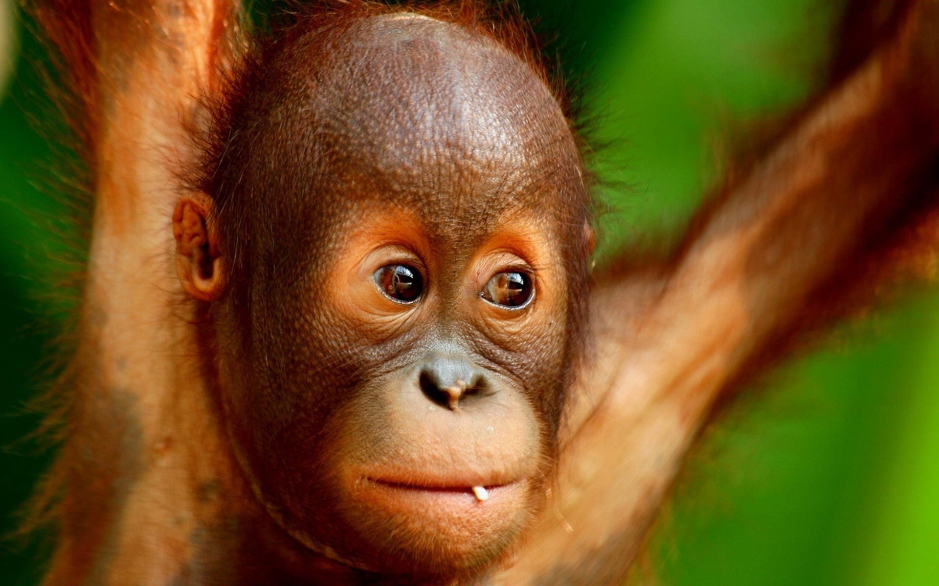 Orangutan Wallpapers - Gambar Orang Utan Hd - HD Wallpaper 