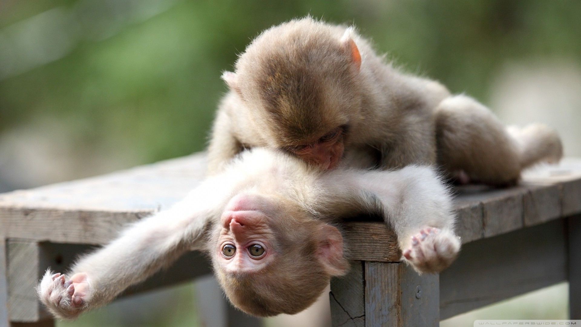 Hd - Baby Monkey - HD Wallpaper 