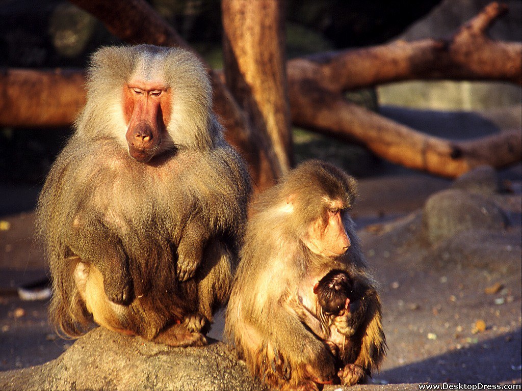 Monkey With Baby Monkey - New World Monkey - HD Wallpaper 