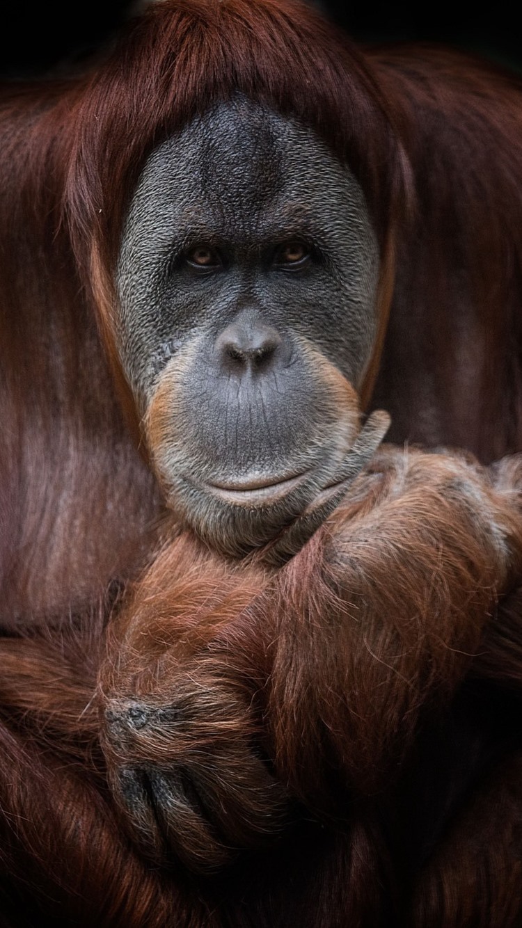 Iphone Wallpaper Brown Orangutan - Orangutan Background Iphone X - HD Wallpaper 