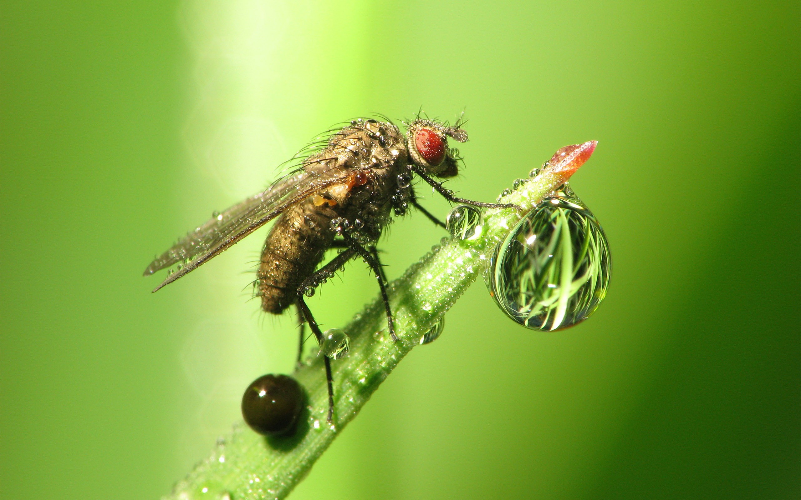Macro Image Of A Fly - HD Wallpaper 