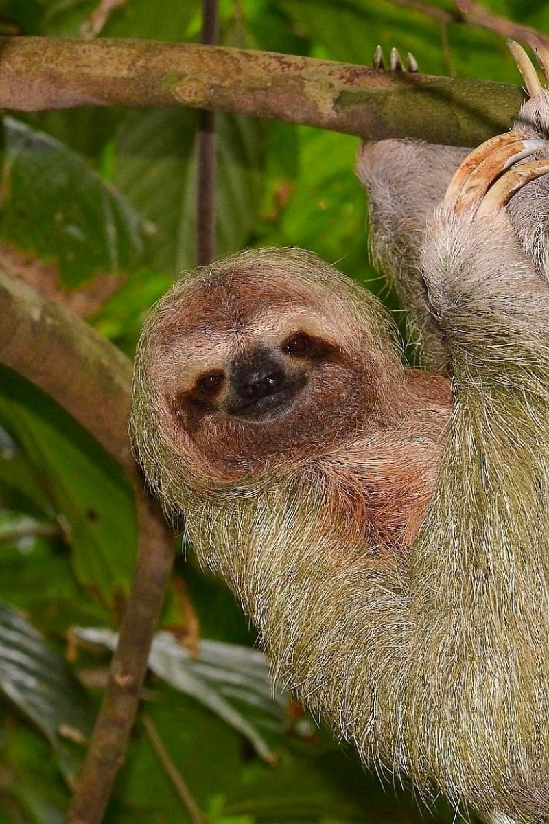 Wallpaper Sloth, Tree, Branch, Hang - Three Toed Sloths Can Turn Their Heads Almost 360 Degrees - HD Wallpaper 