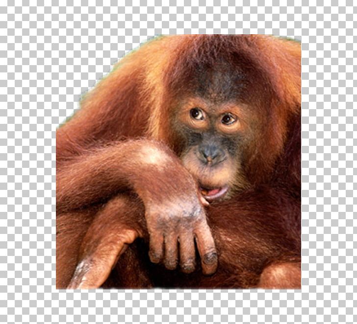 Orangutan Primate Monkey World Chimpanzee Png, Clipart, - Ruby Programming Language Logo - HD Wallpaper 