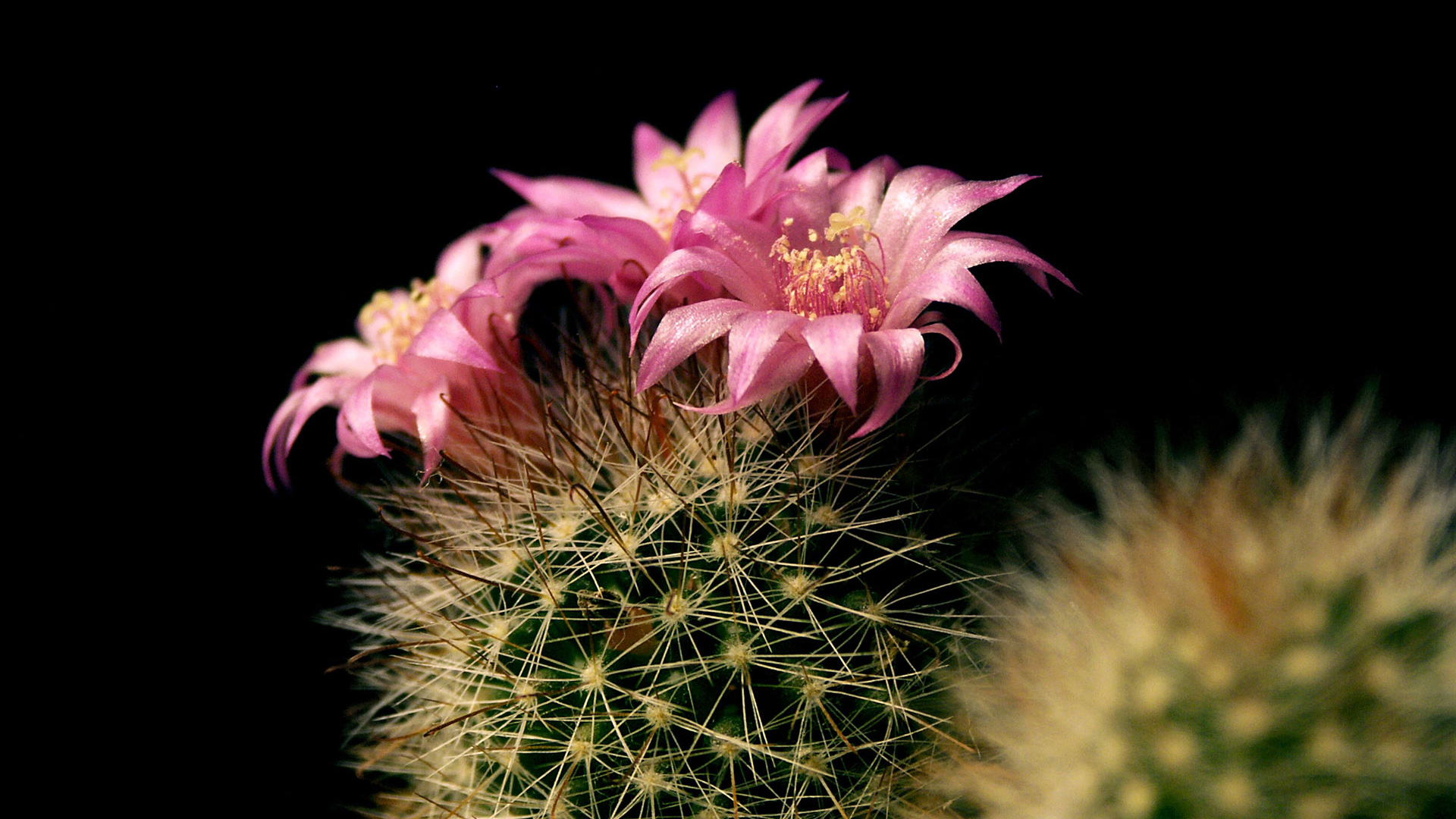 Cactus Flower - HD Wallpaper 