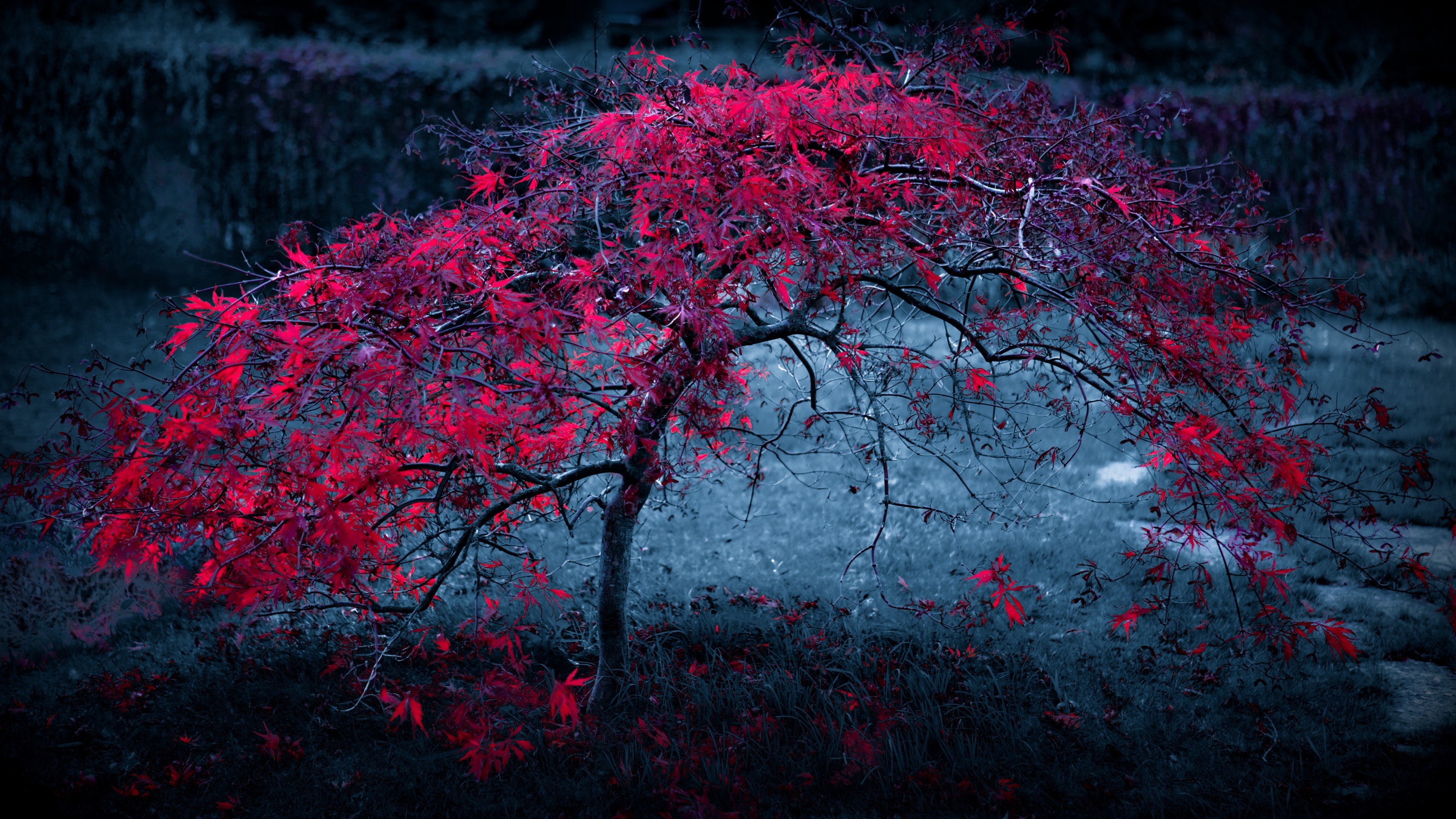 3840x2160, Best 4k Hd Wallpapers For Desktop, Windows - Red Tree Wallpaper 4k - HD Wallpaper 