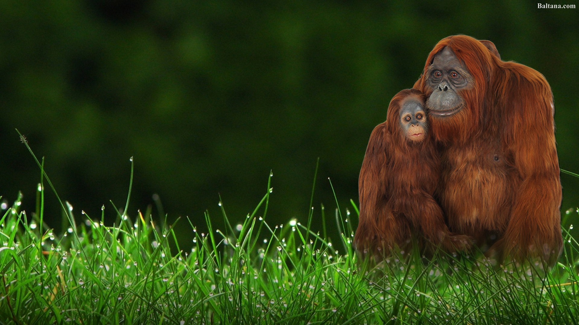 Orangutan Hd Wallpaper - Green Green Grass Quotes - HD Wallpaper 
