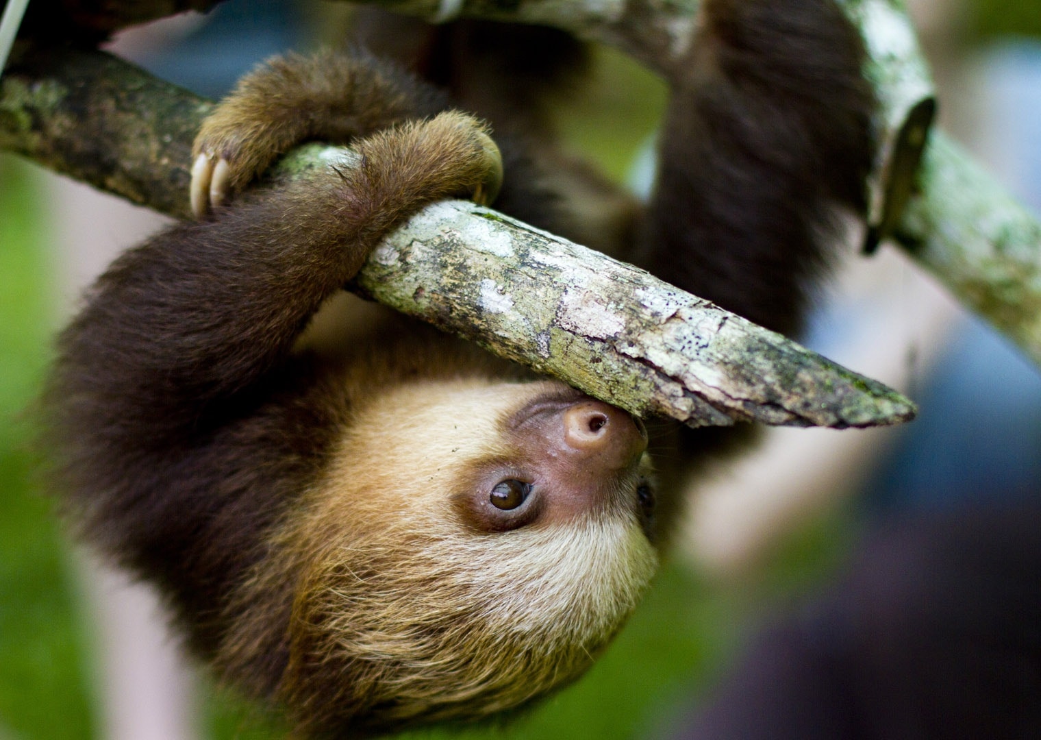 Baby Sloth Desktop Background - HD Wallpaper 
