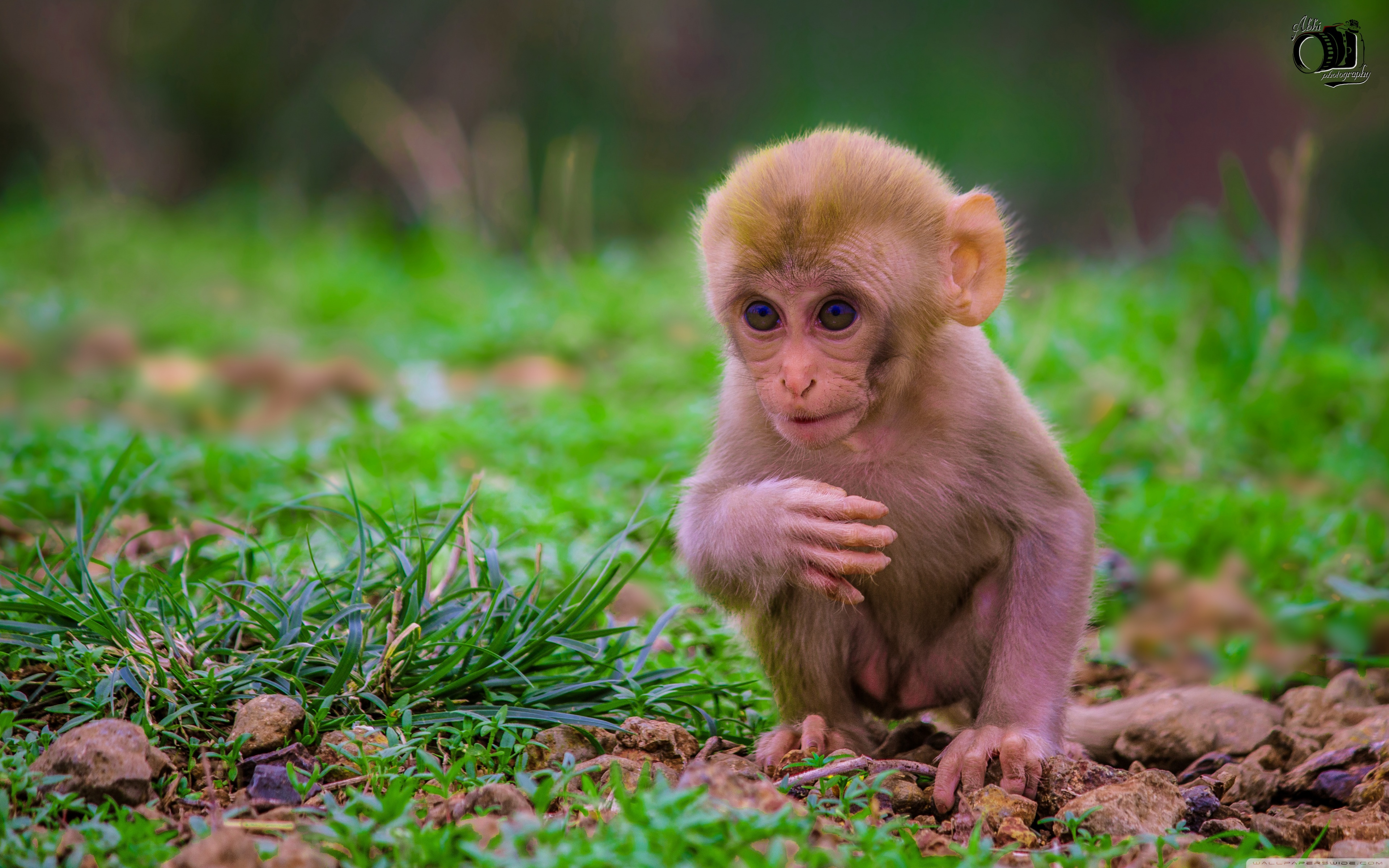 Monkey Baby Wallpaper 4k - HD Wallpaper 