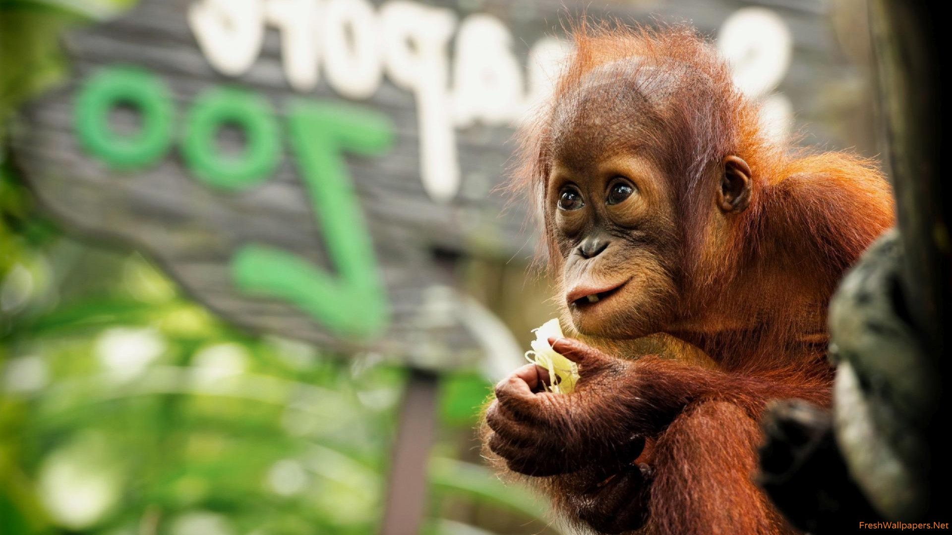 Baby Orangutan - HD Wallpaper 