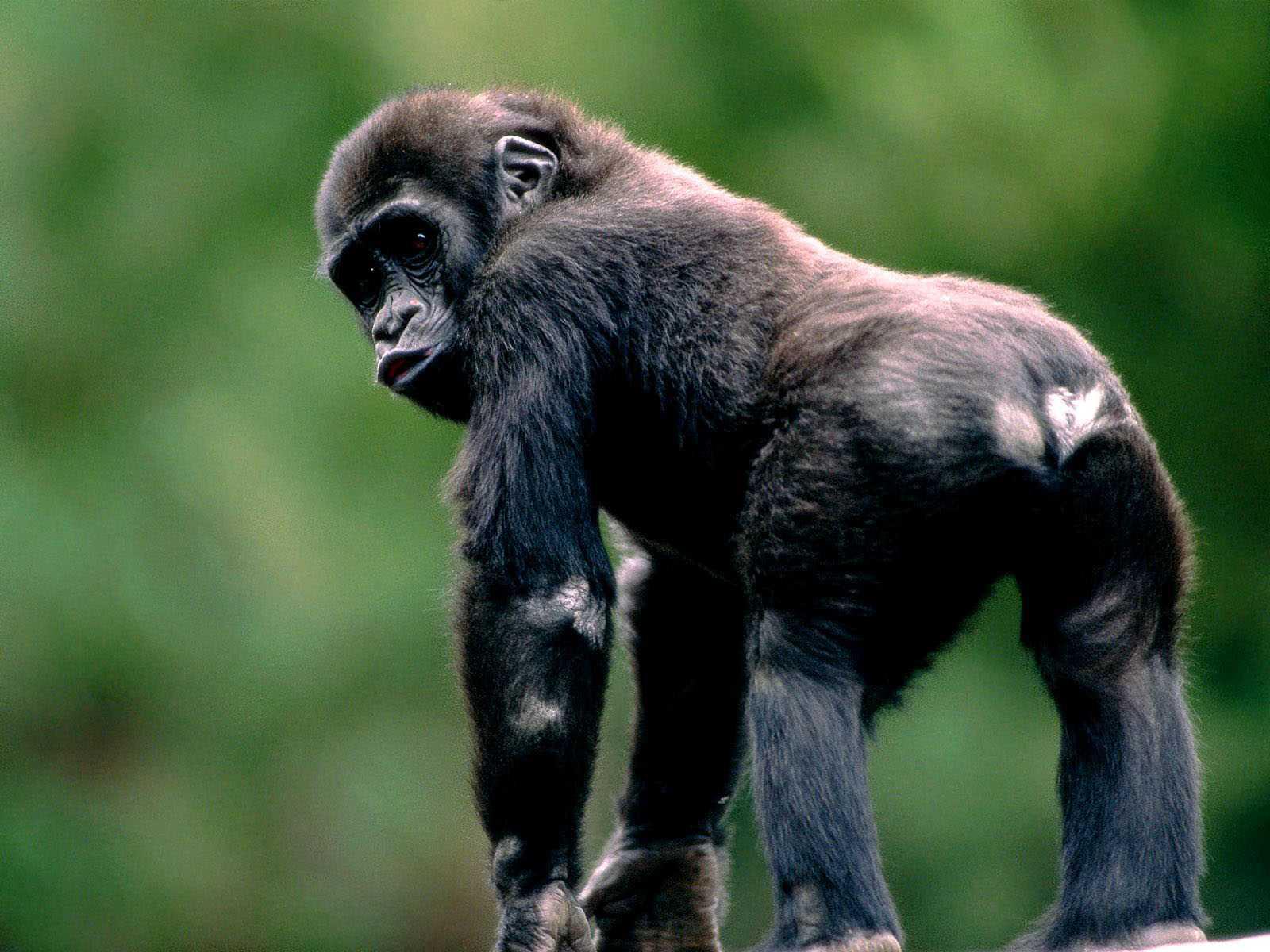 Chimpanzee Wallpaper Hd Download - Gorilla Monkey - HD Wallpaper 