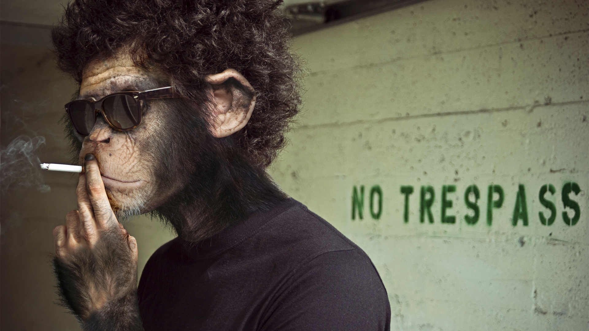 Tweeter And The Monkey Man - HD Wallpaper 