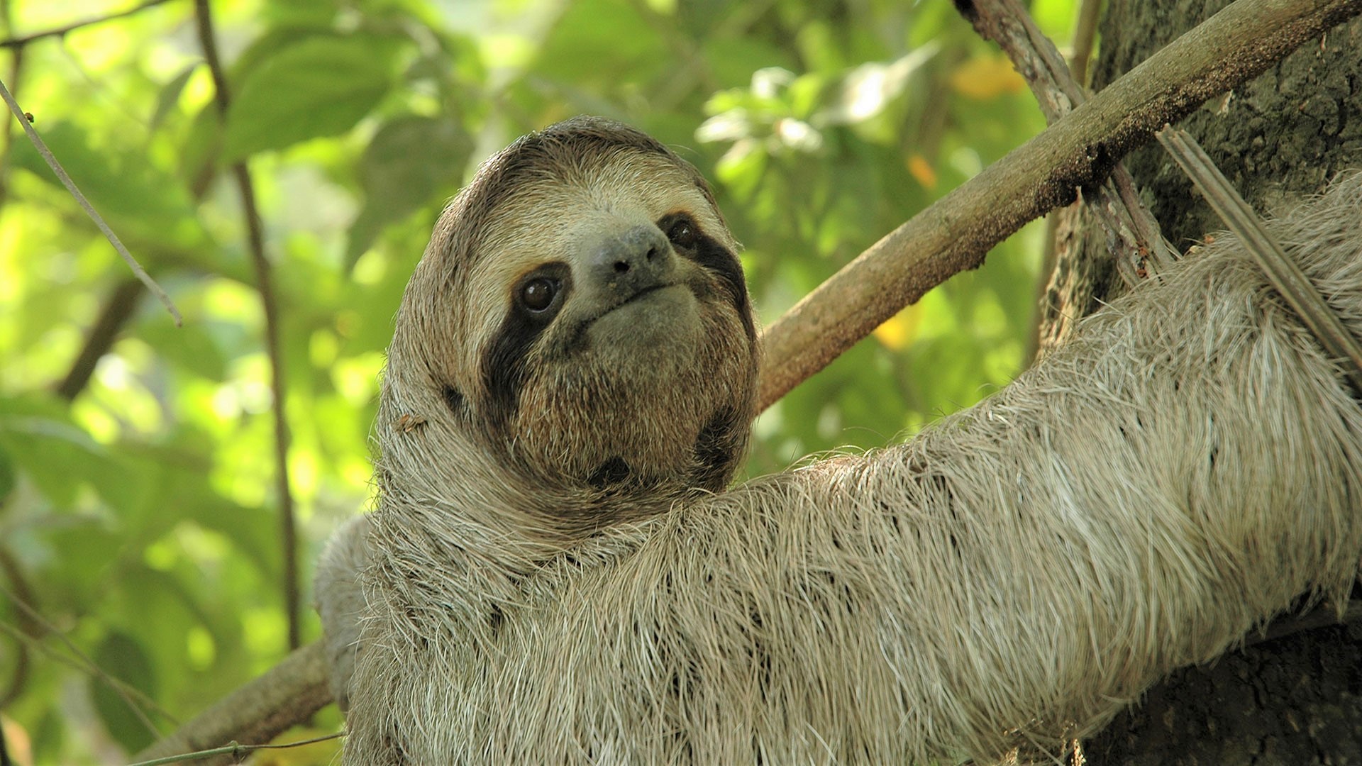 Sloth Hd - 1920x1080 Wallpaper - teahub.io