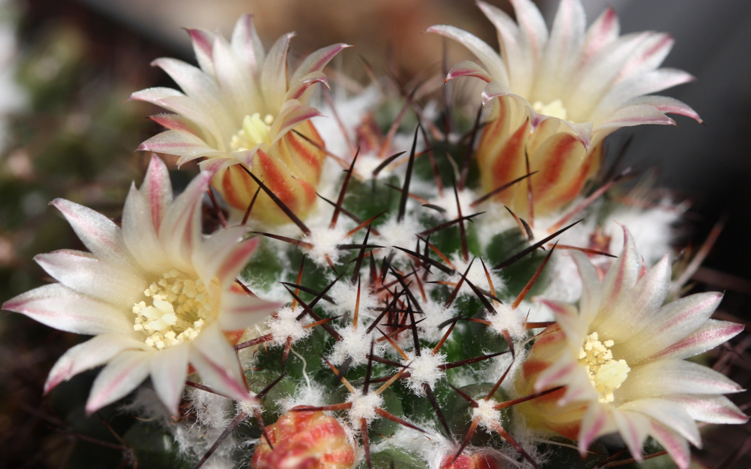 Cactus Flower Hd - HD Wallpaper 
