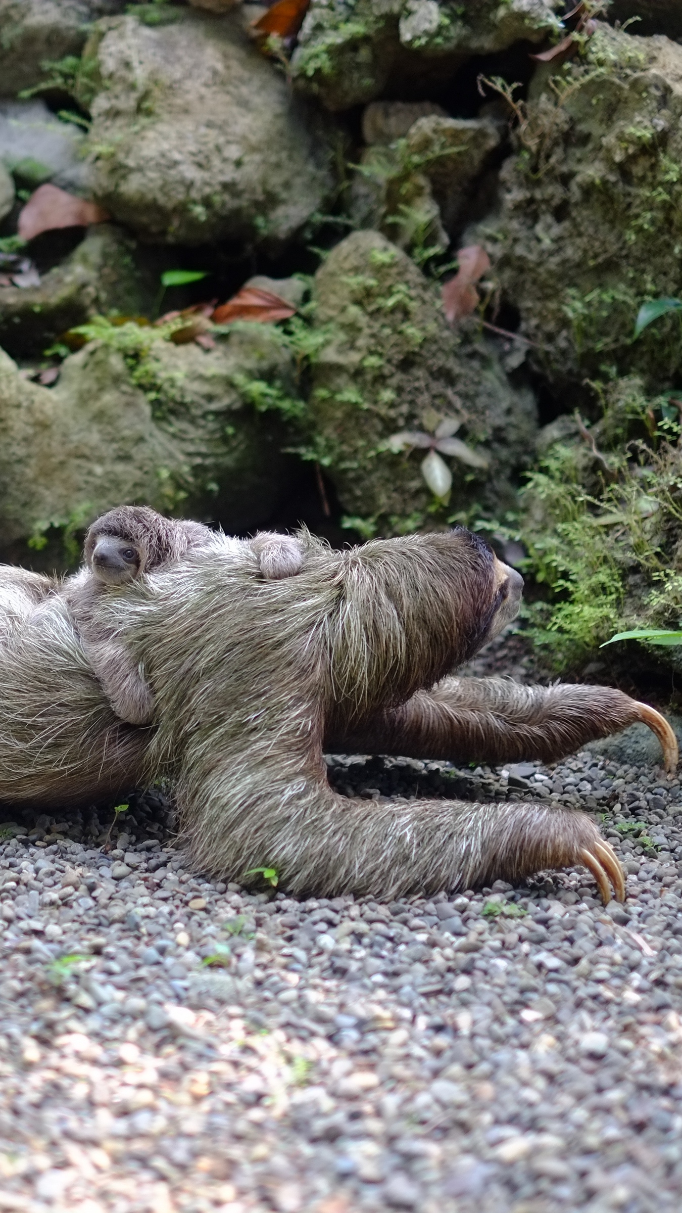 Wallpaper Three-toed Sloth, Baby, Walk - Sloth On The Floor - HD Wallpaper 