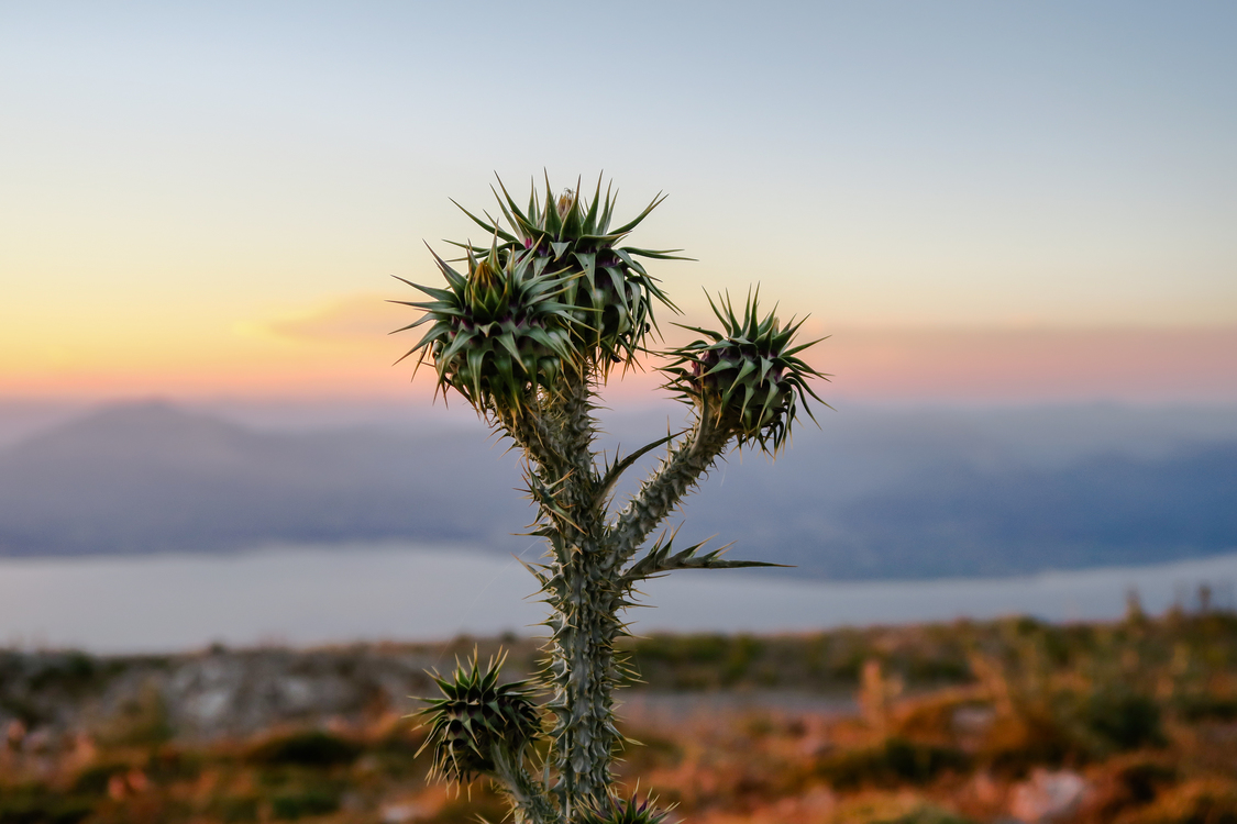 Plant,sky,arecales - High Desert Cactus - HD Wallpaper 