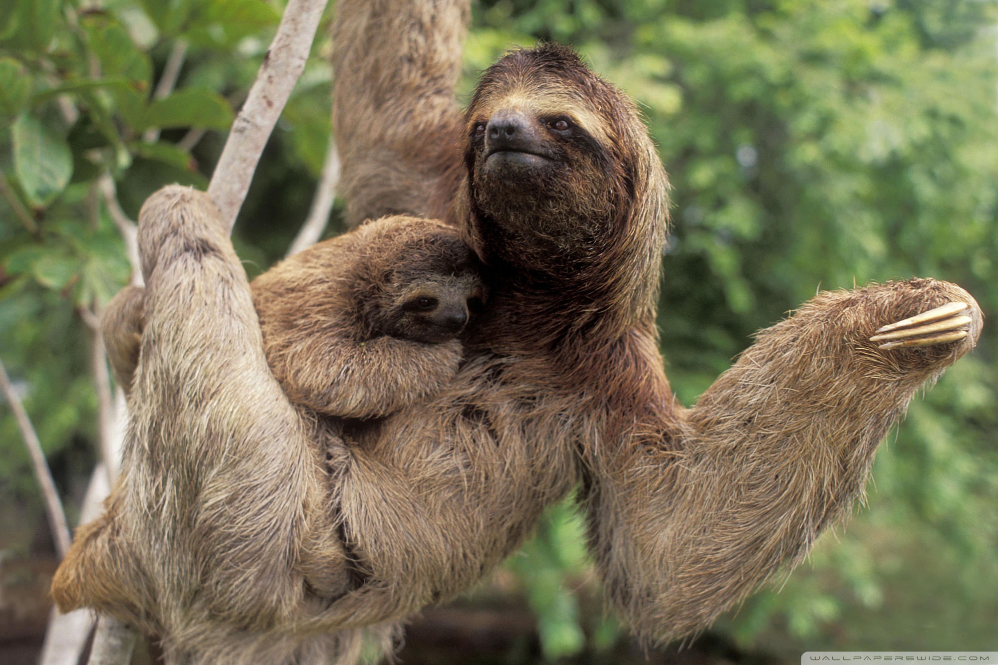 Three Toed Sloth And Baby - HD Wallpaper 