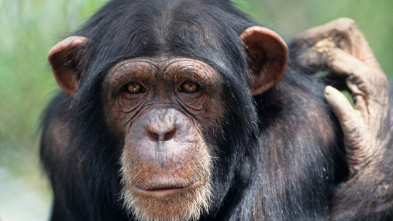Chimpanzee Nose - HD Wallpaper 