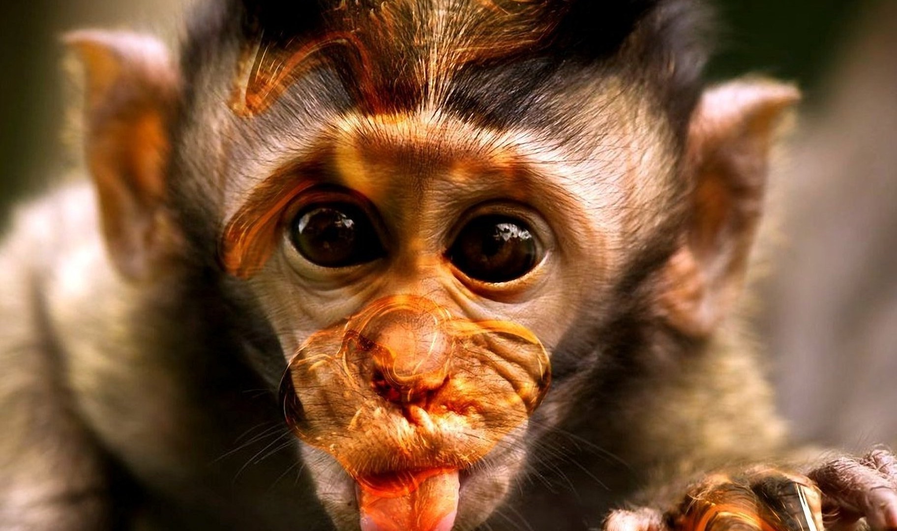 Cute Monkeys Wallpaper Wallpaper Monkey Hd Wallpapers - Monkey Funny Images Hd - 1824x1080 Wallpaper Cute Monkeys Wallpaper Wallpaper Monkey Hd Wallpapers - Monkey Funny Images Hd - 1824x1080 Wallpaper